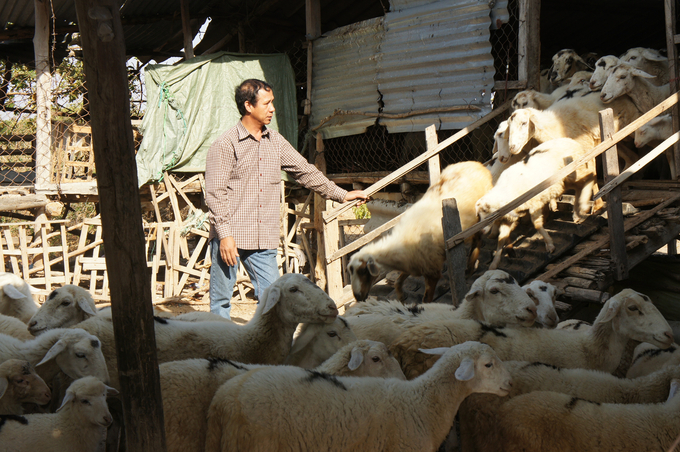 Trong mùa khô hạn người dân Ninh Thuận cần tăng cường bảo vệ đàn gia súc như tiêm phòng, bổ sung nguồn thức ăn tinh và thức ăn khô. Ảnh: PC.