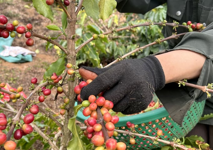 Vietnam's coffee exports this year could exceed the USD 5 billion mark. Photo: Thanh Son.