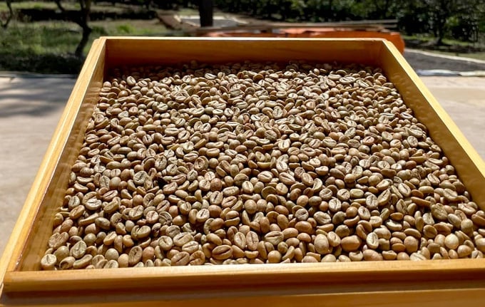 It is very difficult to replace Vietnamese robusta coffee in Europe. Photo: Thanh Son.