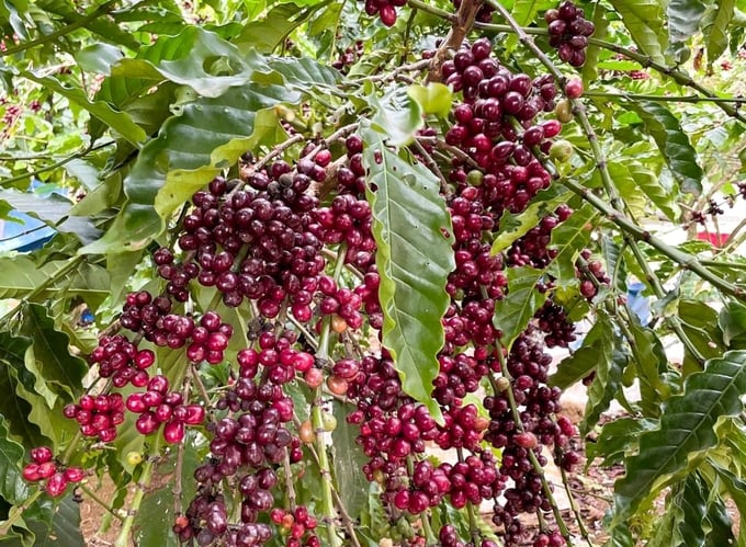 Vietnam's coffee output has been trending down recently. Photo: Thanh Son.