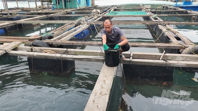 Mr. Bui Duc Duong currently owns a fish farming area with over 20 cages in the Kep Khi Nhay basin, Thang Loi island commune.