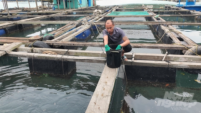 Anh Bùi Đức Đương đang sở hữu khu bè nuôi cá trên 20 lồng trên vũng Kẹp Khỉ Nhảy, xã đảo Thắng Lợi.