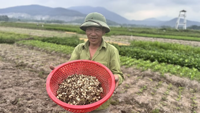 Những cánh đồng cát pha bạc màu, khó khăn về nước tưới ở xã Thiên Lộc (huyện Can Lộc) đã cho thu nhập hàng chục, thậm chí hàng trăm triệu đồng/ha nhờ cây hành tăm. Ảnh: Ánh Nguyệt.