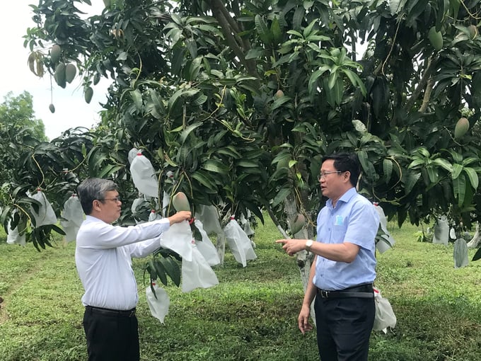 TS Hồ Huy Cường, Viện trưởng ASISOV (trái) thăm mô hÌnh thâm canh xoài cát tại xã Cát Hanh (huyện Phù Cát, Bình Định). Ảnh: V.Đ.T.