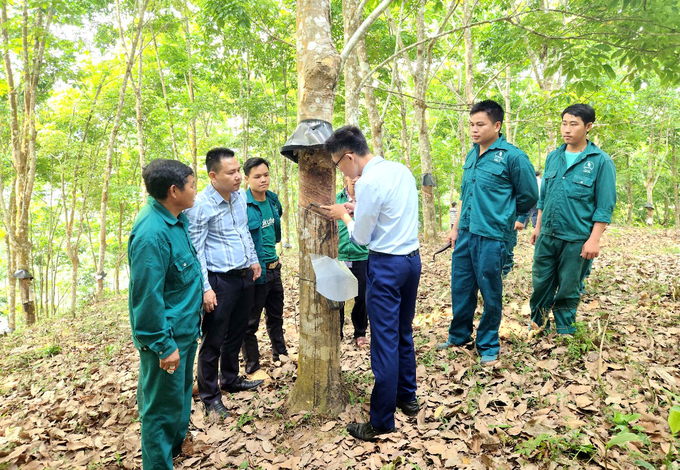 Cán bộ, người lao động học kỹ thuật cạo mủ cao su. Ảnh: H.D.