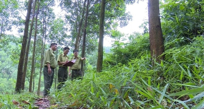 Hiện nay, tổng diện tích rừng trong toàn huyện Phú Lương là trên 16.800 ha, chiếm 48% tổng diện tích tự nhiên. Ảnh: Phạm Hiếu.