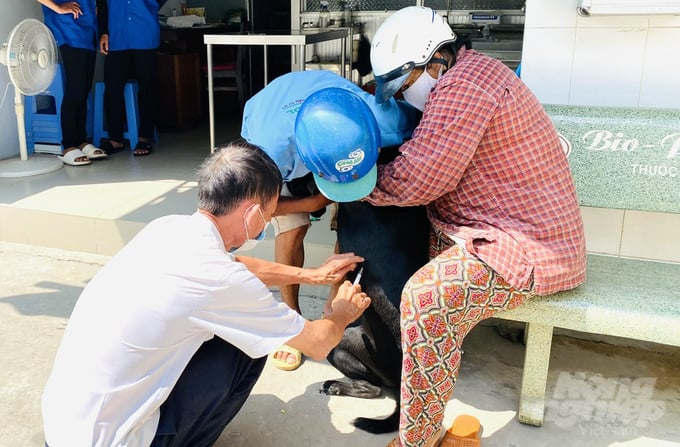 The number of rabies vaccines received by districts and cities from the beginning of 2024 until now to vaccinate dogs and cats in Dong Thap province is 13,350 doses. Photo: Le Hoang Vu.