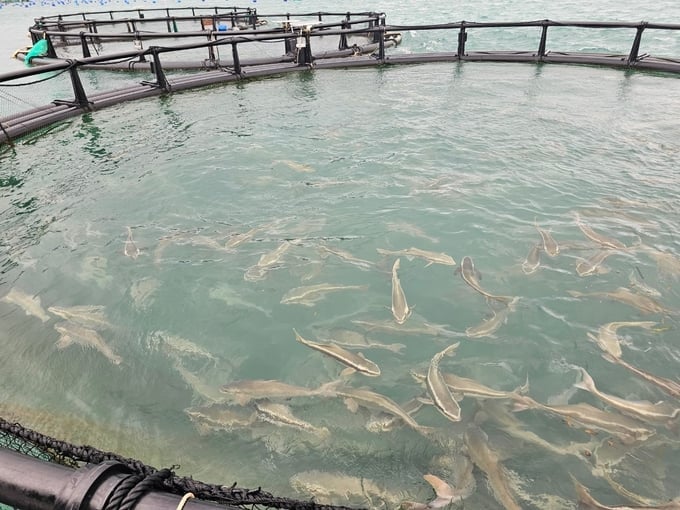 The pilot model enables coastal residents to engage in open sea mariculture in Cam Ranh Bay. Photo: Kim So.