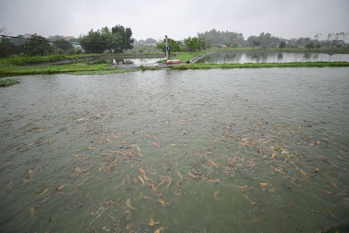 Diện tích mặt nước gần sông Cầu được người dân xã Quế Sơn phát triển chăn nuôi thủy sản. Ảnh: Tùng Đinh.