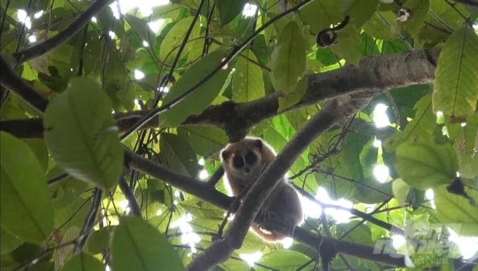Small loris individual after being released into the natural environment. Photo: Provided by Nam Xuan Lac Species and Habitat Conservation Area Management Board.
