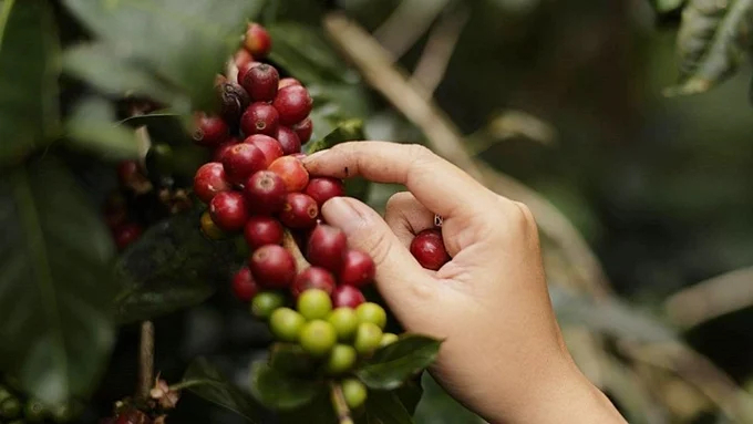 Update on latest domestic and world coffee prices on 04/04/2024