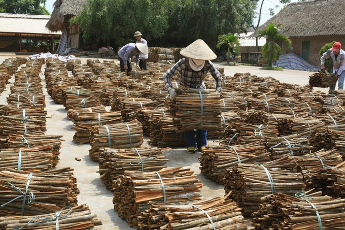 According to VPSA, the raw material area currently has about 100 tons of essential oil in stock and it is estimated that by the end of the spring cinnamon crop in March-April 2024, there will be about 400 tons more. The market value is about 400 million VND/ton. Photo: TL.