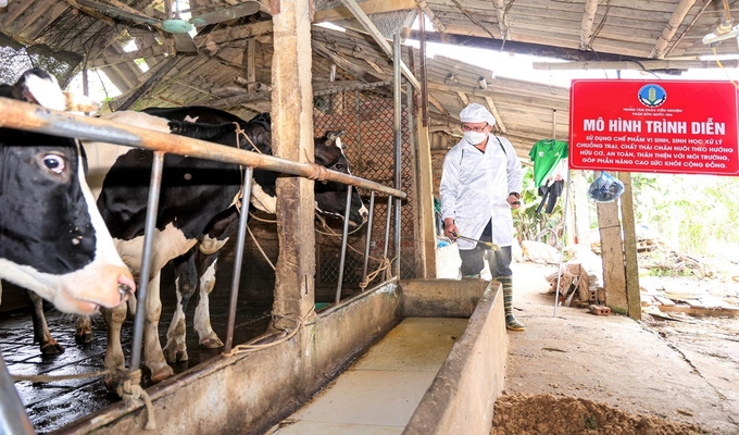Mô hình sử dụng chế phẩm vi sinh xử lý chất thải cho đàn bò sữa.