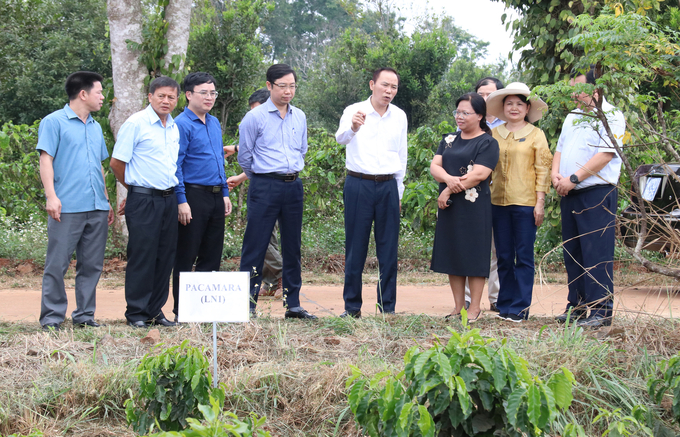Deputy Minister Phung Duc Tien visits WASI's coffee seed experiment model. Photo: Quang Yen.