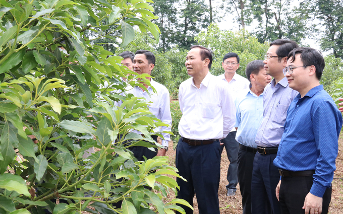 Deputy Minister Phung Duc Tien and the delegation visited the avocado model at WASI. Photo: Quang Yen.