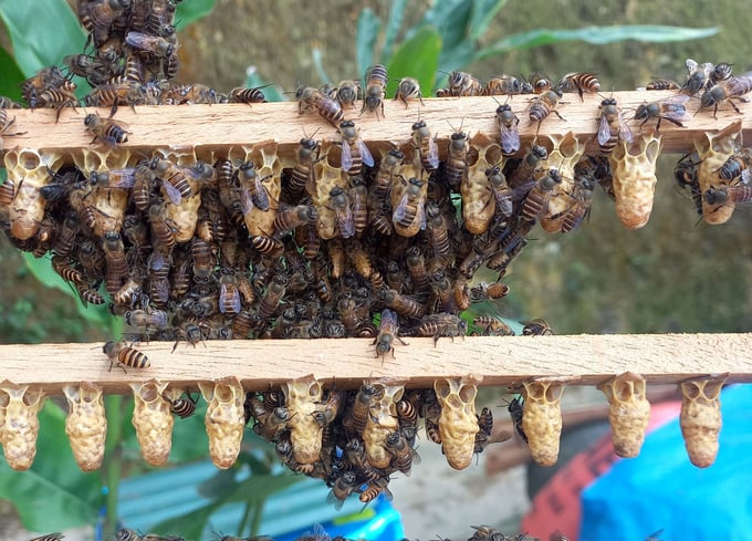 Maintaining 1.3 - 1.5 million bee colonies from now to 2030. Photo: Son Trang.