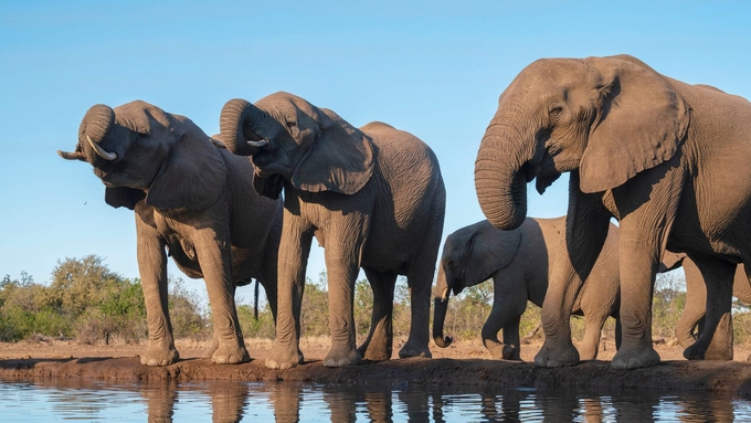 Một đàn voi ở Botswana. Ảnh: AP.