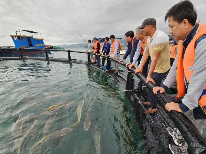 Mô hình nuôi biển mở mở ra nhiều giải pháp cho nuôi biển ở Khánh Hòa. Ảnh: Kim Sơ.  