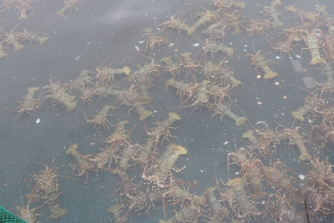 Open sea lobster farming. Photo: Hoang Anh.