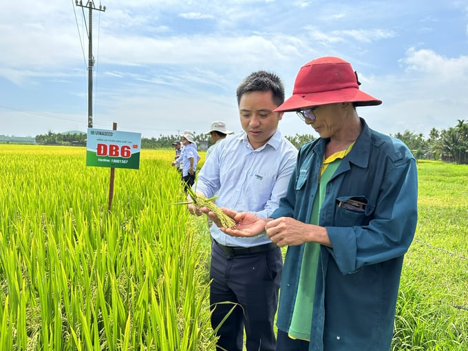 Lúa ĐB6 - dòng lúa chế biến đem lại vụ mùa thắng lợi cho bà con nông dân ở tỉnh Quảng Ngãi. Ảnh: L.K.
