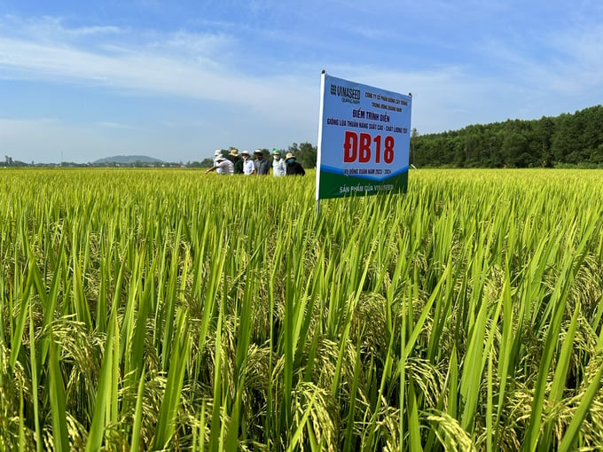 Giống lúa ĐB18 cho thấy khả năng thích ứng tốt trên các chân đất ở tỉnh Quảng Ngãi. Ảnh: L.K.