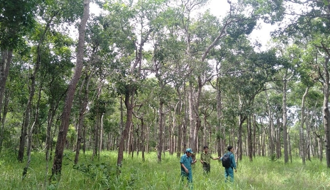 Thời gian qua, các chủ rừng ở Bình Thuận đã nỗ lực quản lý, bảo vệ rừng. Ảnh: KS.