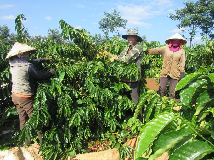 Công ty Cà phê Đắk Uy cần nguồn vốn khoảng 60 tỷ đồng để trồng tái canh 200 ha cà phê già cỗi, năng suất thấp. Ảnh: Ngọc Thăng.