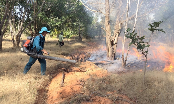 Ngành nông nghiệp Bình Thuận đề nghị các địa phương, chủ rừng tăng cường phòng cháy chữa cháy rừng. Ảnh: KS.