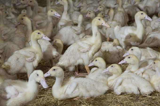 At the end of February, over 21.6 million ducks had been vaccinated, or one-third of the total of 64 million to be treated. Photo: Koos Groenewold.