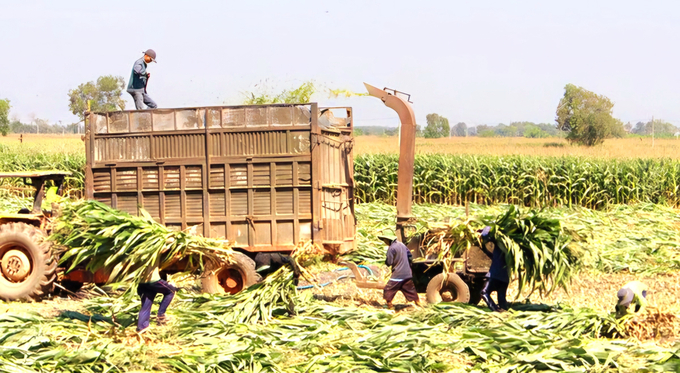 Nông dân phải thu hoạch bắp sớm bán để tránh thiệt hại vì khô hạn. Ảnh: Minh Sáng.