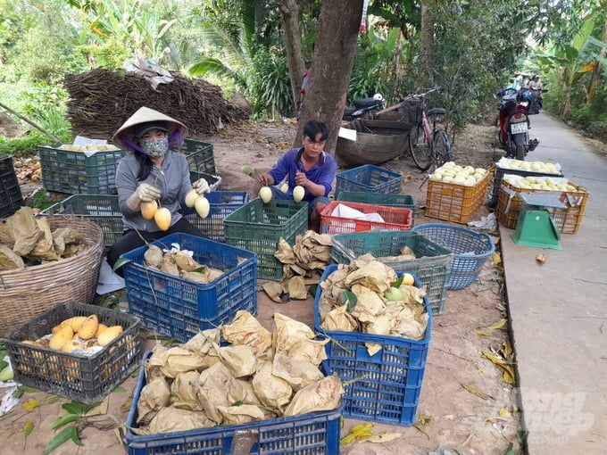 Mango prices have increased so gardeners are very excited. Photo: Ho Thao.