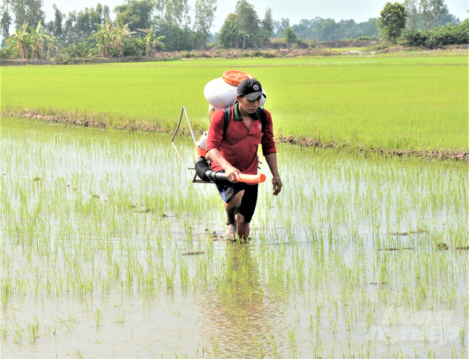 Nông dân Kiên Giang chăm sóc lúa hè thu 2024 mới gieo sạ, tránh lúa bị ngộ độc phèn, ngộ độc hữu cơ đầu vụ. Ảnh: Trung Chánh.