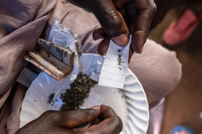 Một đối tượng bán ma túy kush đang gói thuốc trong tờ giấy ở thủ đô Freetown, Sierra Leone. Một điếu kush được bán với giá 5.000 leone (tương đương 6.300 đồng). Ảnh: NPR.