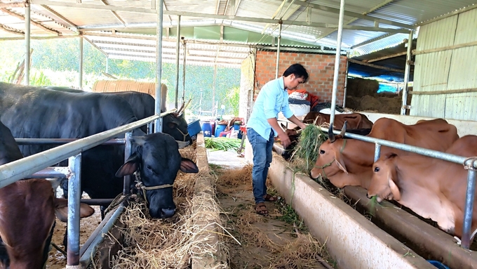 Bình Định hiện tổng đàn bò trên 300.000 con, trong đó, tỷ lệ bò lai chiếm trên chiếm 92% và đàn nái nền F2 Brahman. Ảnh: V.Đ.T.
