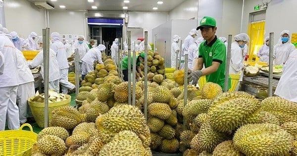 There is public opinion about 30 shipments of Vietnamese durian exported to China contaminated with heavy metal Cd, exceeding China's food safety limit. Photo: TL.