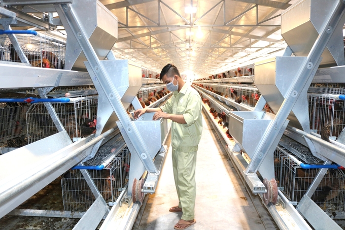 Chăn nuôi gà ở Bình Định rất chủ động con giống nhờ 2 doanh nghiệp chuyên sản xuất, cung ứng gà giống chất lượng là Công ty TNHH Giống gia cầm Minh Dư và Công ty TNHH Giống gia cầm Cao Khanh. Ảnh: V.Đ.T.