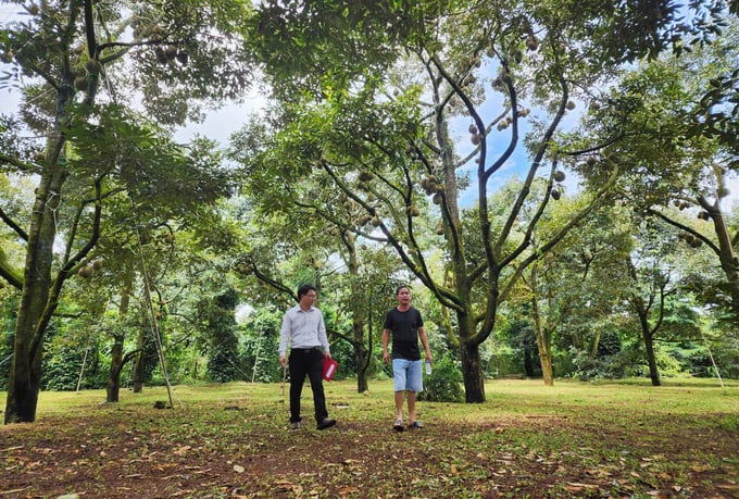 Dak Lak's durian industry currently faces numerous challenges stemming from the rapid expansion of production areas. Photo: Quang Yen.