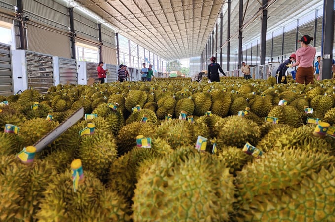 China remains as the primary consumption destination for Vietnamese durians. Photo: Quang Yen.