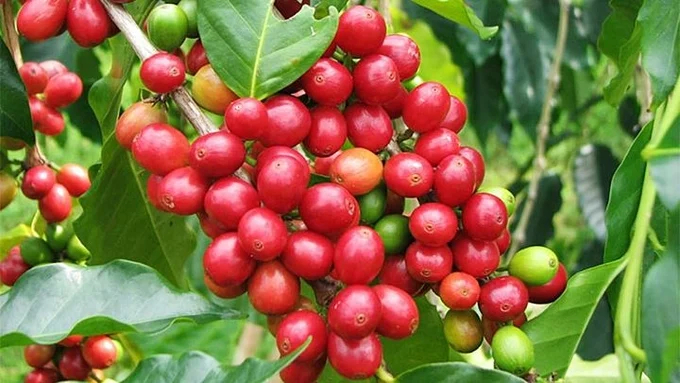 Update on the latest domestic and world coffee prices on 04/06/2024