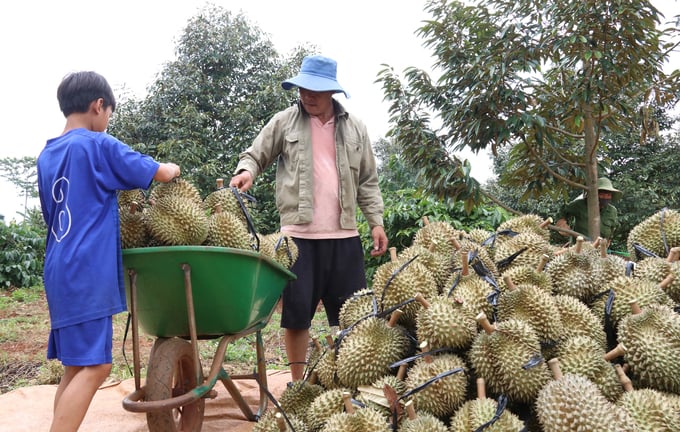 Dak Lak province currently boasts the largest durian production area nationwide with over 32 thousand hectares. Photo: Quang Yen.