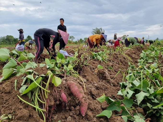 Sweet potato prices are currently falling sharply to only VND 3,500/kg. Photo: Tuan Anh.