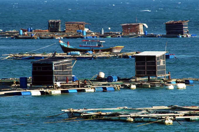 Cage mariculture on Phu Quy Island. Photo: N. Lan.