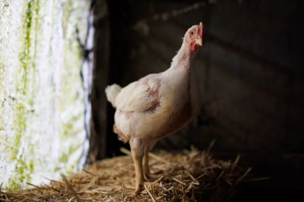 Avian influenza, which is often fatal in birds, surprised officials when it was found in dairy cows in multiple states. Photo: Rachel Bujalski for The New York Times
