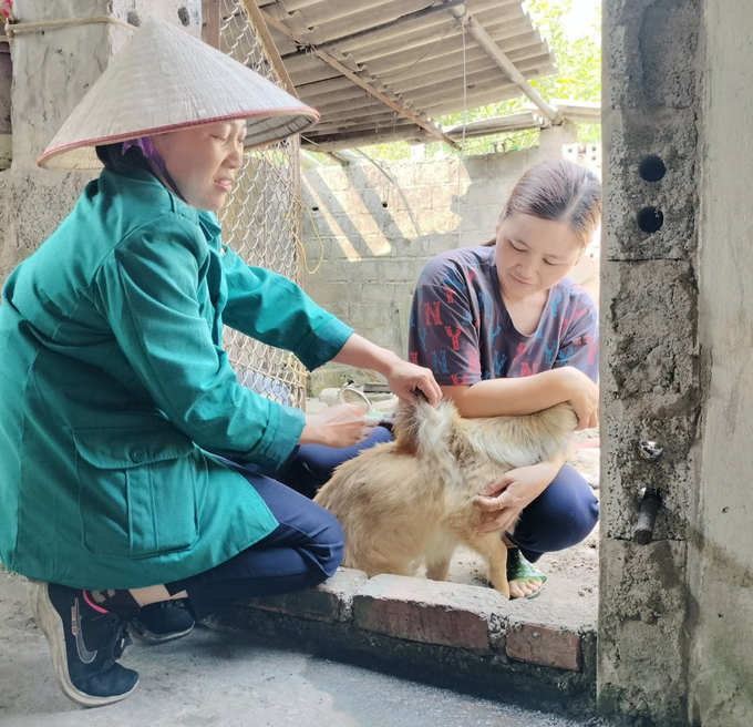 Lực lượng thú y thành phố Hạ Long tiêm vacxin phòng dại cho đàn chó, mèo trên địa bàn. Ảnh: Cường Vũ