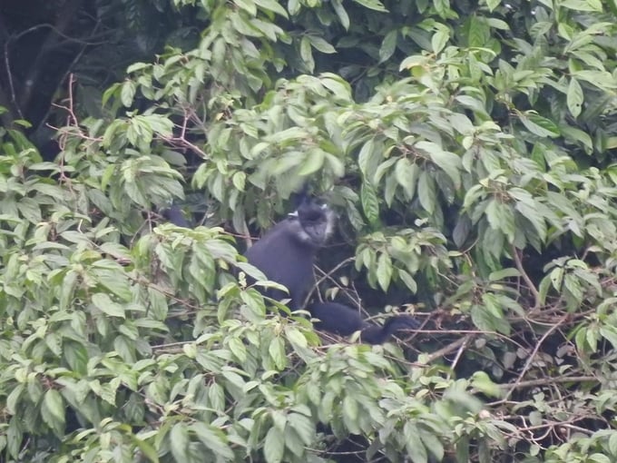 Delacour's langur in Huong Son forest. Photo: Hanoi Department of Agriculture and Rural Development.