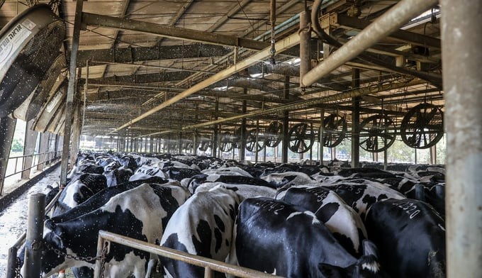 TH's dairy farm ensures a centralized scale and has a waste treatment system. Photo: PT.