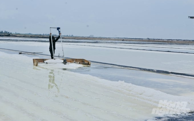 Salt makers in Dong Hai district harvest salt. Photo: Trong Linh.