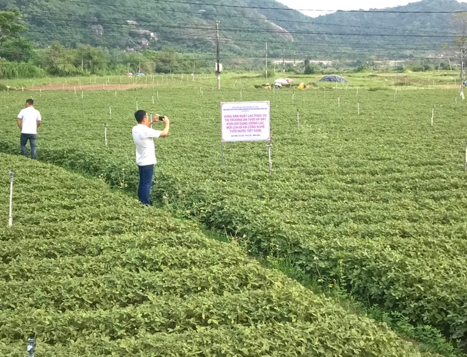 Mô hình sản xuất đậu phộng LDH.09 tại xã Cát Hải (huyện Phù Cát, Bình Định). Ảnh: V.Đ.T.