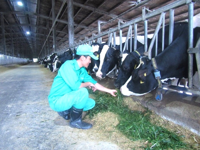 Trang trại chăn nuôi bò sữa của Vinamilk tại khu chăn nuôi tập trung Nhơn Tân (thị xã An Nhơn) là 1 trong những cơ sở chăn nuôi đầu tiên ở Bình Định thực hiện chuyển đổi số trong lĩnh vực chăn nuôi. Ảnh: V.Đ.T.