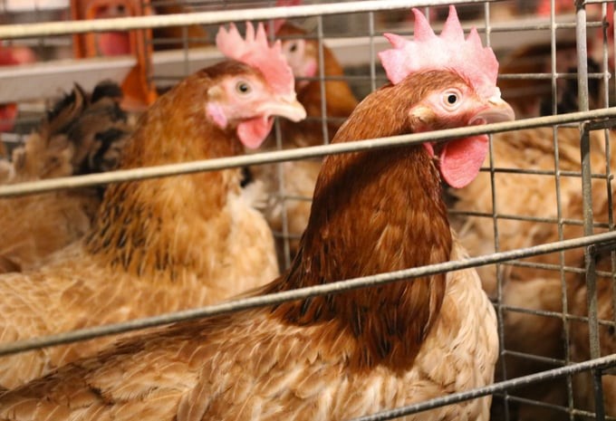 Chicken farming is estimated to account for 9% of emissions from production activities in the livestock industry. Photo: PT.
